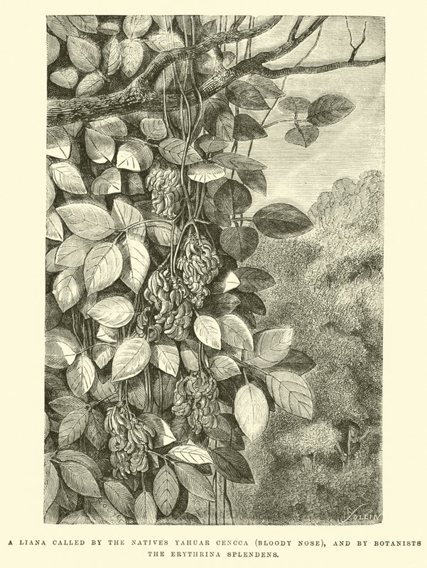 Liana zwana przez tubylców Yahuar Cencca (Krwawy Nos), a przez botaników Erythrina splendens autorstwa Edouard Riou