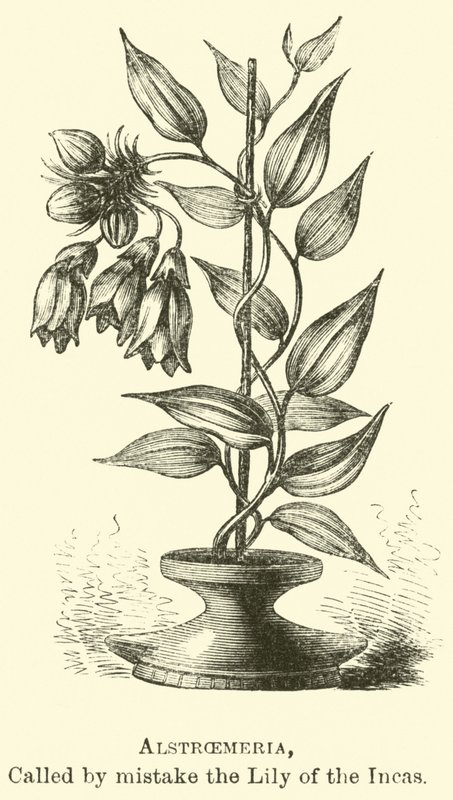 Alstroemeria, zwana przez pomyłkę Lilia Inków autorstwa Edouard Riou