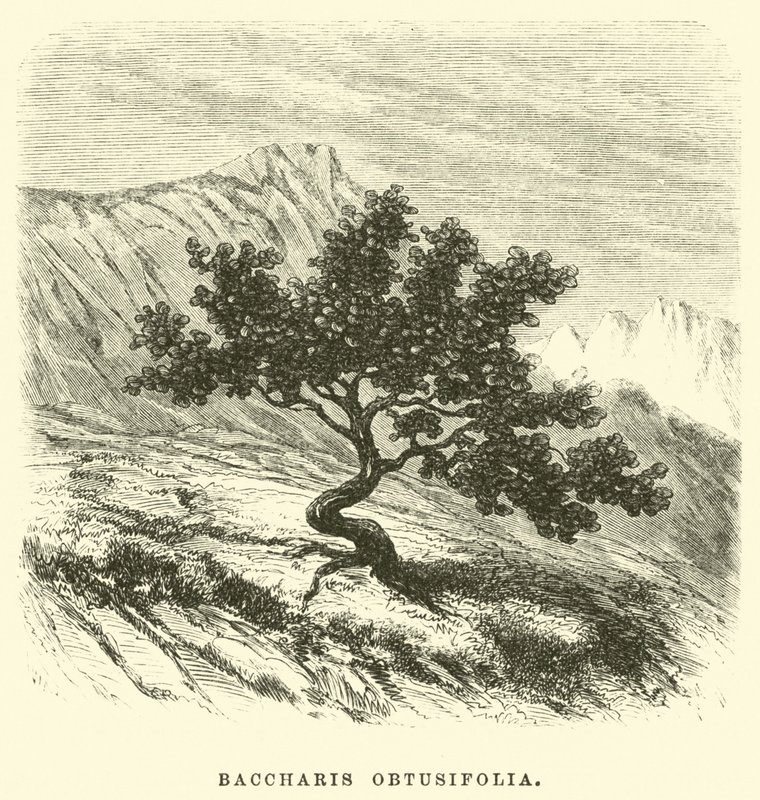 Baccharis obtusifolia autorstwa Edouard Riou