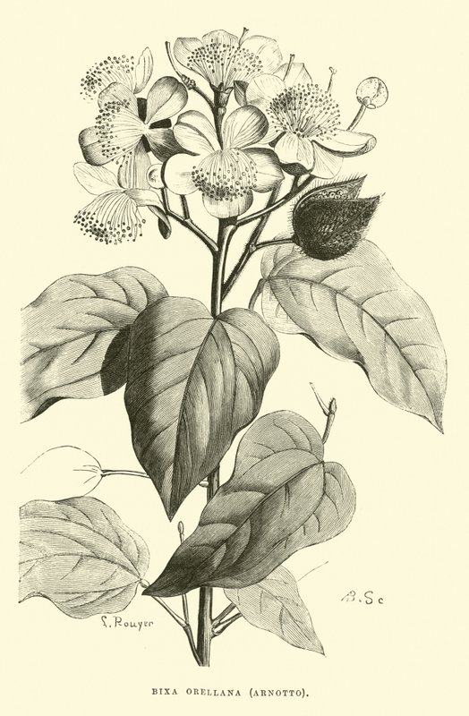 Bixa orellana, Arnotto autorstwa Edouard Riou