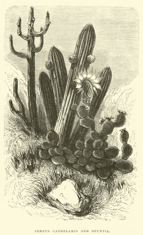 Cereus Cadelaris i Opuntia autorstwa Edouard Riou