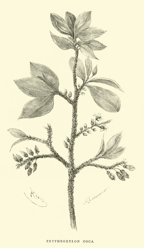 Koka erytroksylonu autorstwa Edouard Riou
