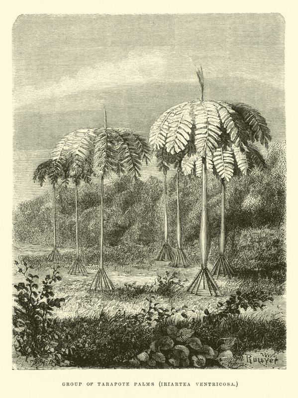Grupa palm tarapote, Iriartea ventricosa autorstwa Edouard Riou