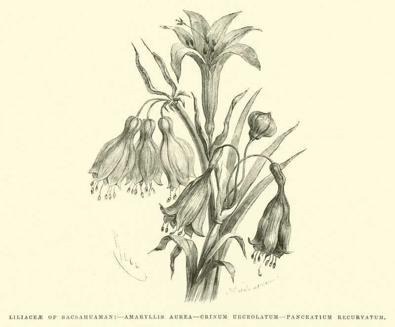 Liliaceae z Sacsahuaman, Amaryllis aurea, Crinum urceolatum, Pancratium recurvatum autorstwa Edouard Riou