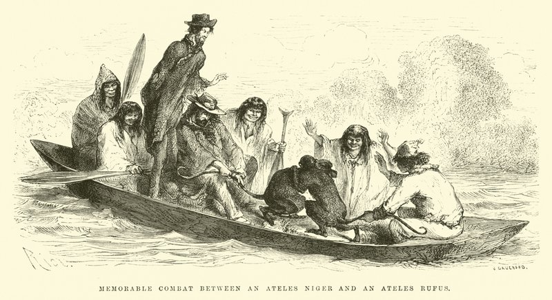 Niezapomniana walka między Ateles niger a Ateles rufus autorstwa Edouard Riou