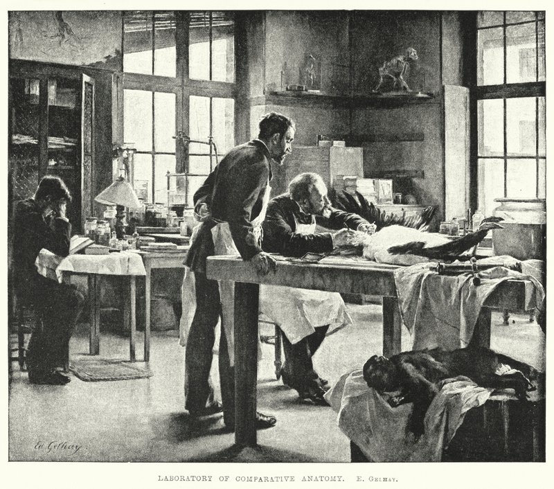 Laboratorium anatomii porównawczej (grafika) autorstwa Edouard Gelhay