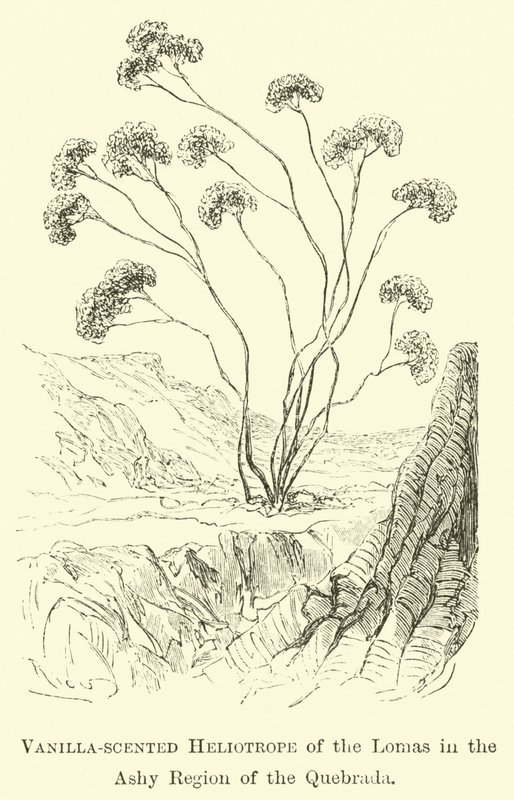 Heliotrop o zapachu wanilii z Lomas w regionie popielatym Quebrada autorstwa Edouard Riou