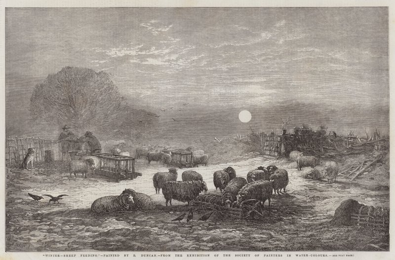 Zima, karmienie owiec, z Wystawy Towarzystwa Malarzy Akwarelowych autorstwa Edward Duncan