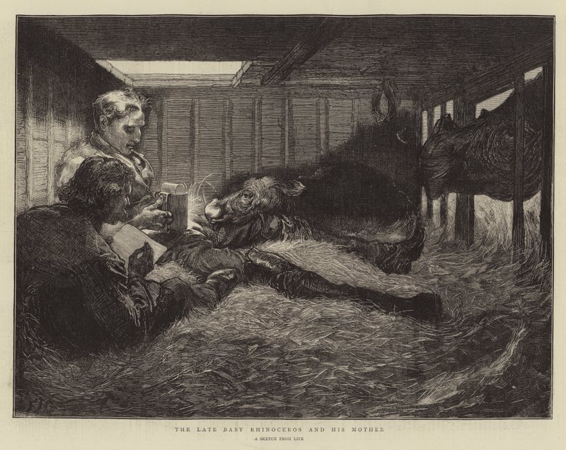 Późne dziecko nosorożca i jego matka autorstwa Edward John Gregory