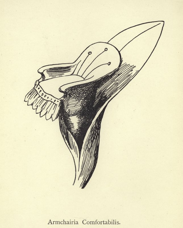 Fotelia Comfortabilis autorstwa Edward Lear