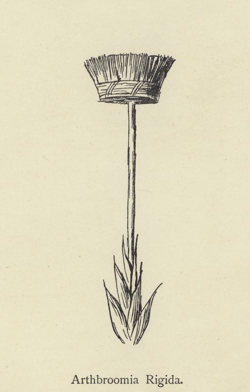 Arthbroomia Rigida autorstwa Edward Lear