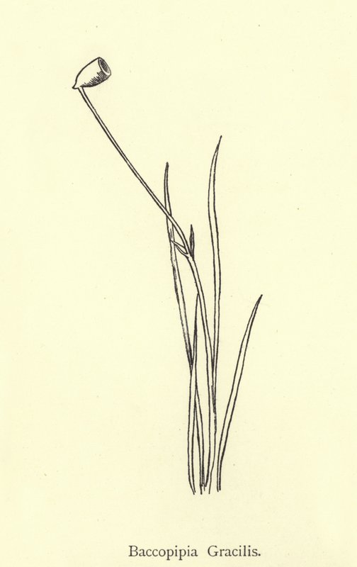 Baccopipia Gracilis autorstwa Edward Lear