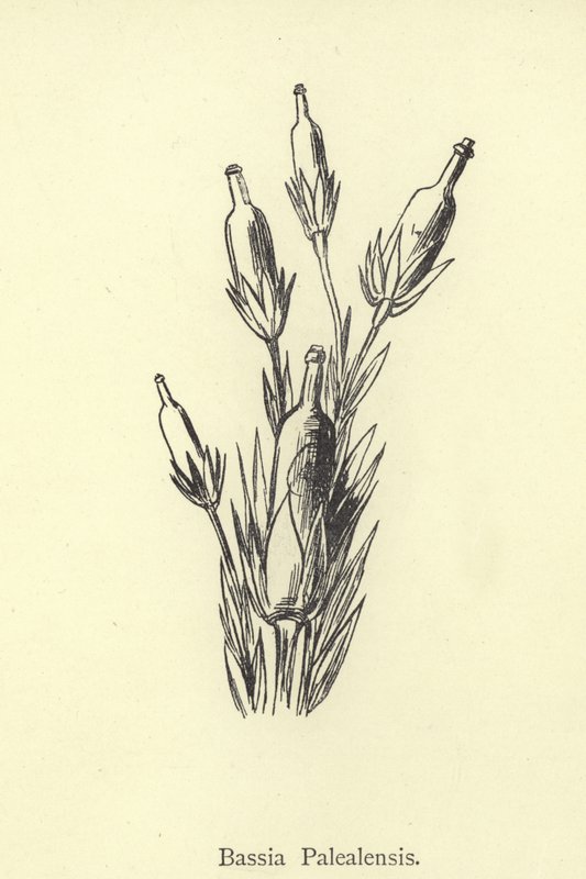Bassia Palealensis autorstwa Edward Lear