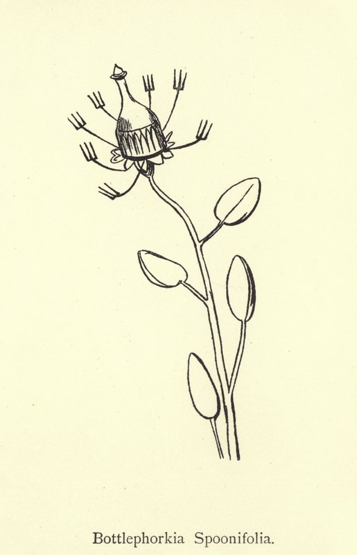 Butelkoforia Spoonifolia autorstwa Edward Lear