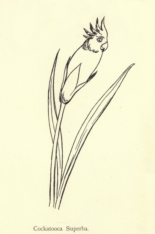 Kakadu Superba autorstwa Edward Lear