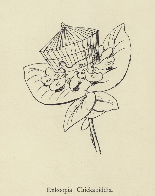 Enkoopia Chickabiddia autorstwa Edward Lear