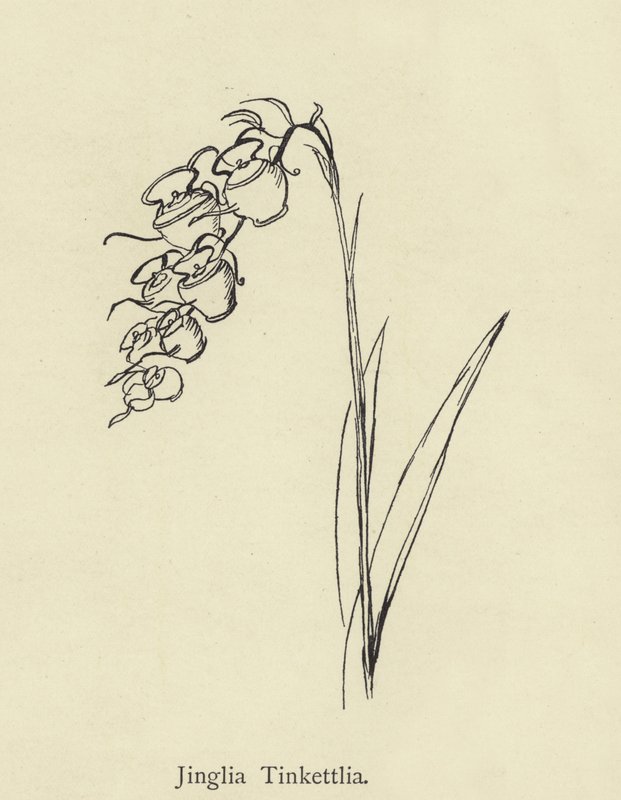 Jinglia Tinkettlia autorstwa Edward Lear