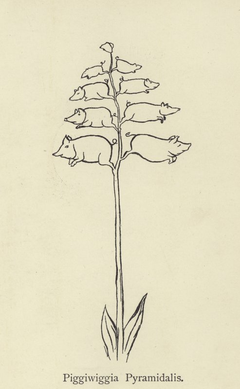 Piggiwiggia pyramidalis autorstwa Edward Lear
