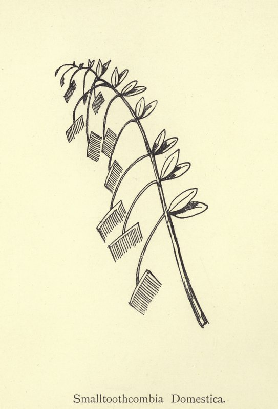 Smalltoothcombia Domestica autorstwa Edward Lear