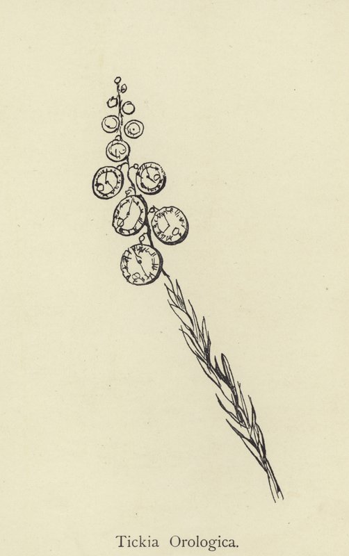 Tickia Orologica autorstwa Edward Lear