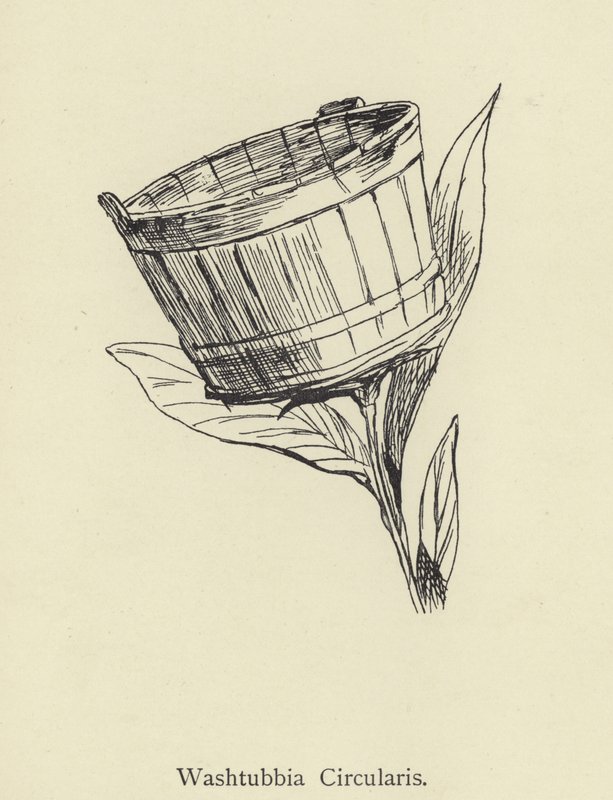 Okrąg Washtubbii autorstwa Edward Lear