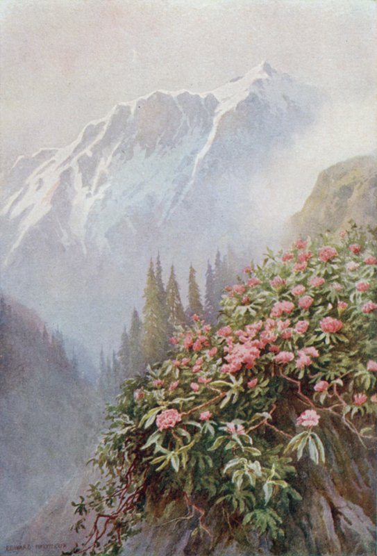 Dzikie rododendrony autorstwa Edward Mary Joseph Molyneux