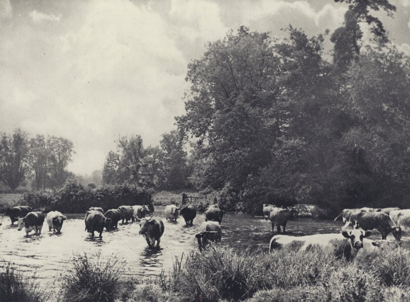 Krowy przekraczające Nadder (zdjęcie czarno-białe) autorstwa Edward Alfred Barton