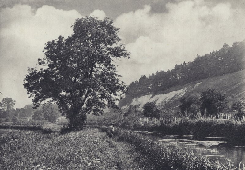 Wielki jesion na głównym torze, Leckford (zdjęcie czarno-białe) autorstwa Edward Alfred Barton