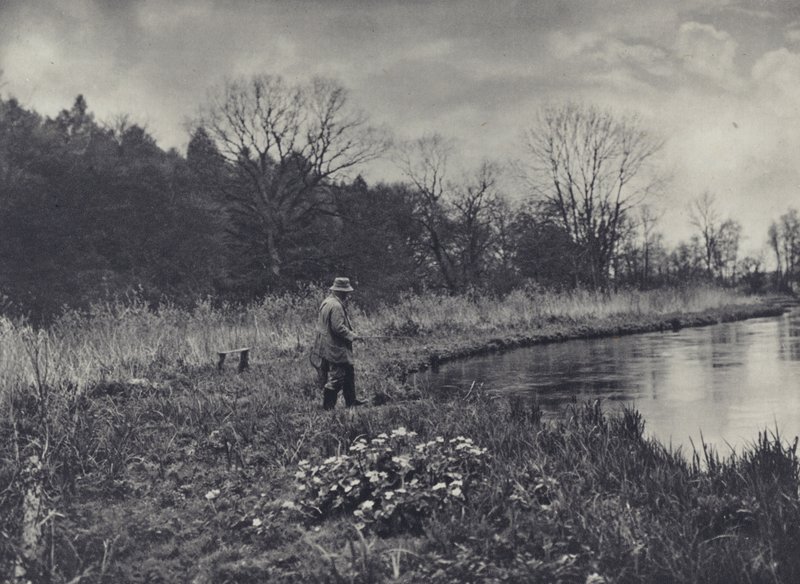 Pierwsze wiosenne Kingcups (zdjęcie czarno-białe) autorstwa Edward Alfred Barton