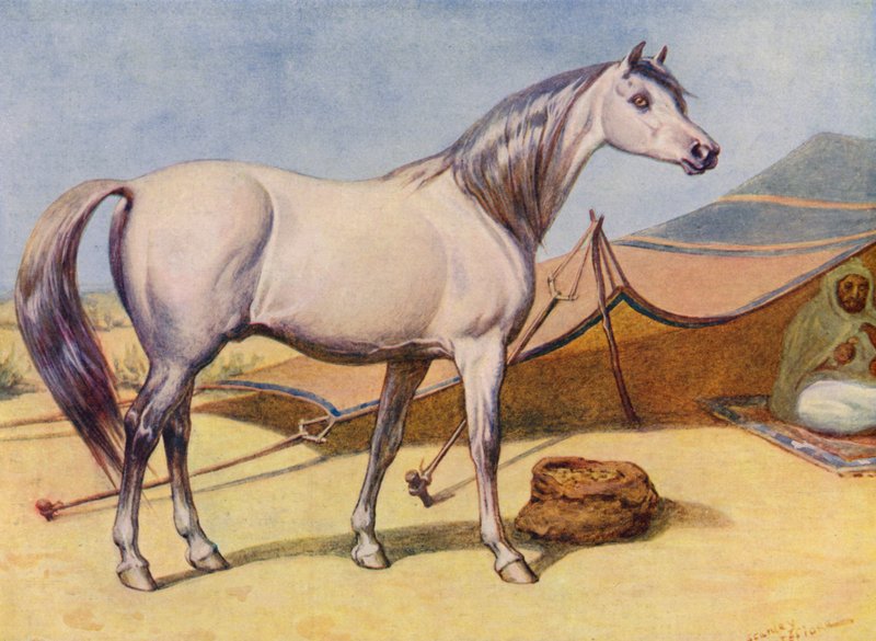 Koń arabski (kolor lito) autorstwa Edward Brice Montefiore