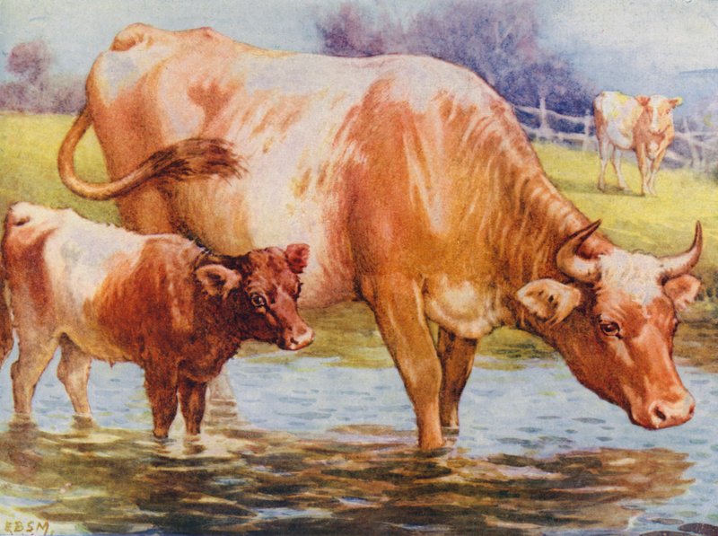 Krowy i cielęta (kolor lito) autorstwa Edward Brice Montefiore
