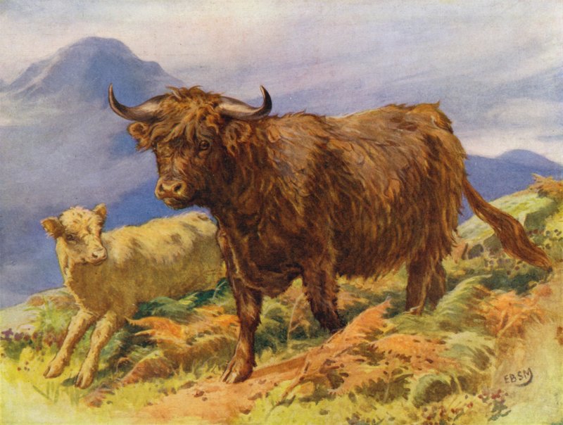 Krowa wyżynna i cielę (kolor lito) autorstwa Edward Brice Montefiore