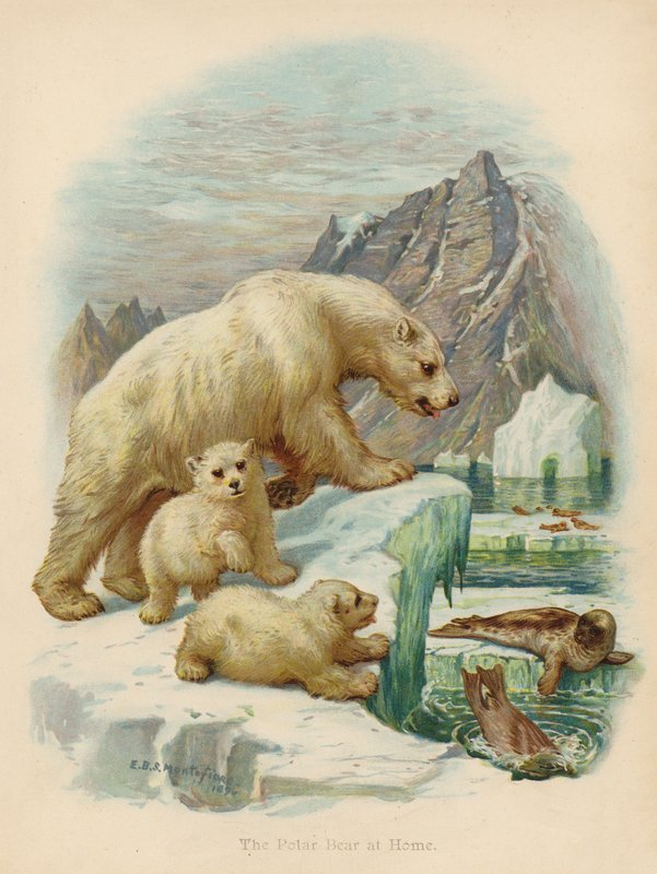 Niedźwiedź polarny w domu (kolorowa litografia) autorstwa Edward Brice Montefiore