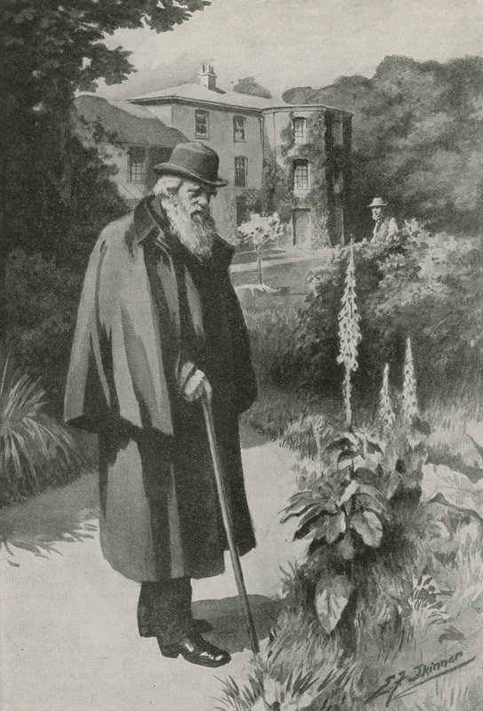 Karol Darwin w swoim ogrodzie w Down House (litografia) autorstwa Edward Frederick Skinner