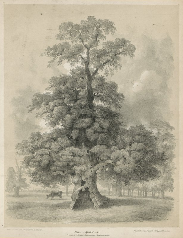 Wiąz w Hyde Parku, Londyn autorstwa Edward Hassell