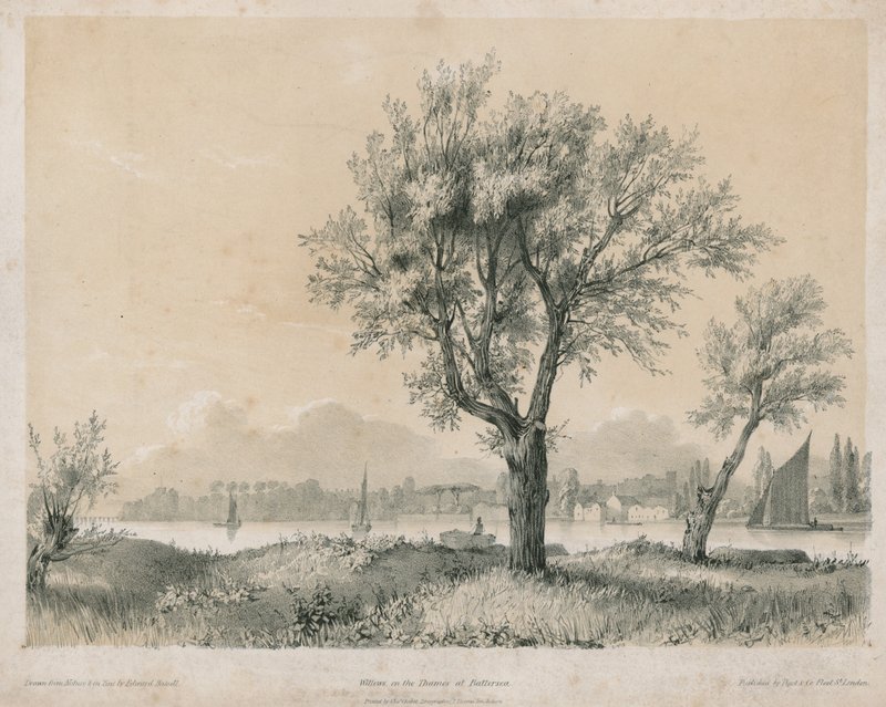 Wierzby nad Tamizą w Battersea autorstwa Edward Hassell