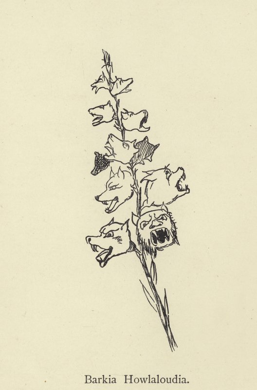 Barkia Howlaloudia autorstwa Edward Lear