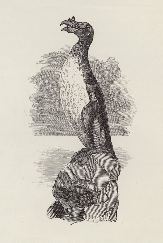 Ilustracja do The Water-Babies autorstwa Charlesa Kingsleya (grafika) autorstwa Edward Linley (after) Sambourne
