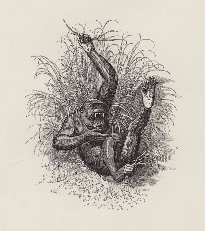 Ilustracja do The Water-Babies autorstwa Charlesa Kingsleya (grafika) autorstwa Edward Linley (after) Sambourne