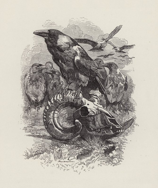 Ilustracja do The Water-Babies autorstwa Charlesa Kingsleya (grafika) autorstwa Edward Linley (after) Sambourne