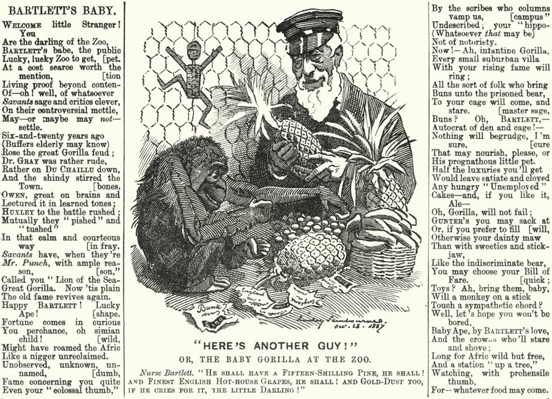 Karykatura z dziurkacza: Abraham Dee Bartlett, kierownik londyńskiego zoo i mały goryl (rycina) autorstwa Edward Linley (after) Sambourne
