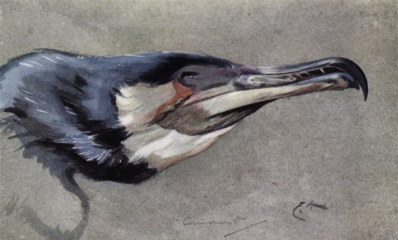 Kormoran autorstwa Edwin John Alexander