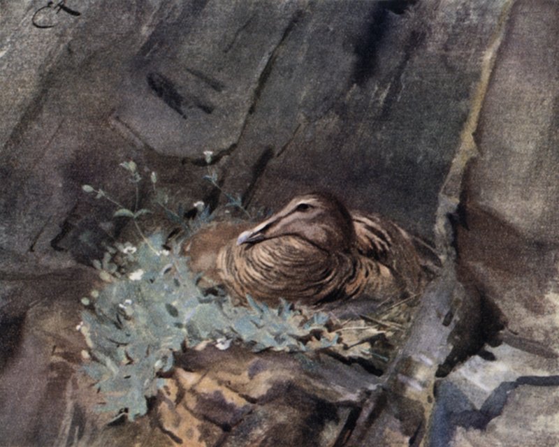 Kaczka edredonowa na gnieździe autorstwa Edwin John Alexander