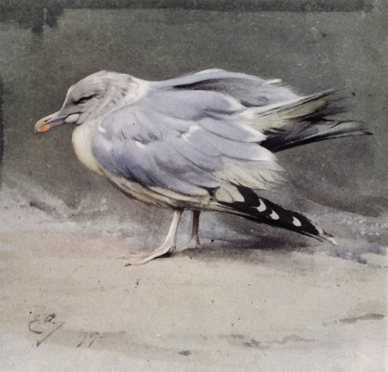 Chora mewa srebrzysta autorstwa Edwin John Alexander