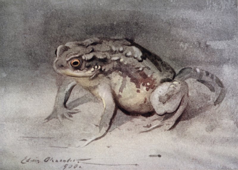 Ropucha autorstwa Edwin John Alexander