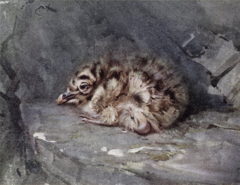 Młoda mewa śmieszka autorstwa Edwin John Alexander
