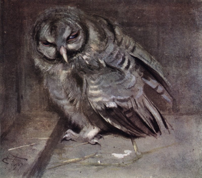 Młoda brązowa sowa autorstwa Edwin John Alexander