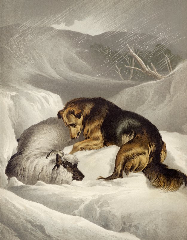 Ratowanie owiec autorstwa Edwin after Landseer