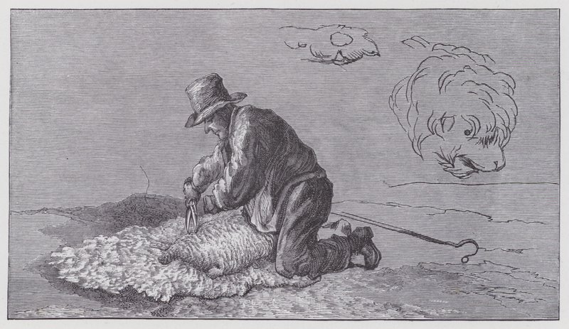 Strzyżenie owiec autorstwa Edwin (after) Landseer