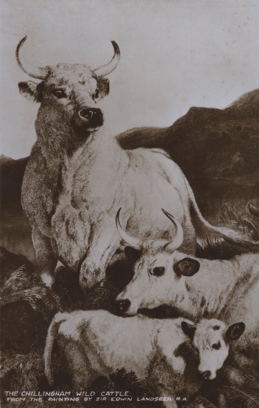 Dzikie bydło Chillingham (zdjęcie czarno-białe) autorstwa Edwin (after) Landseer